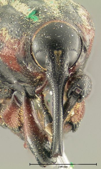 Media type: image;   Entomology 1040 Aspect: head frontal view